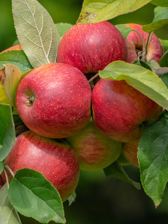 Eating apple every day gives you these great benefits